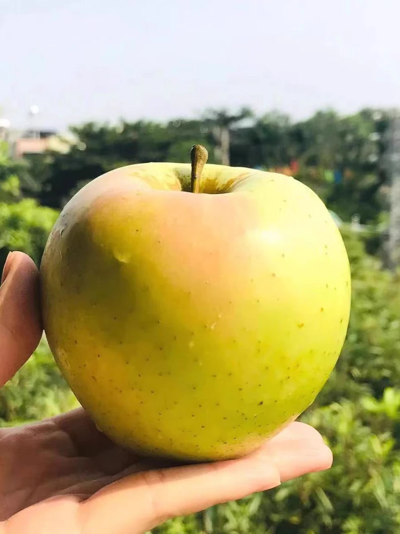 《助农专属》丰县大沙河信农甜苹果5斤9斤包邮（部分有空格）