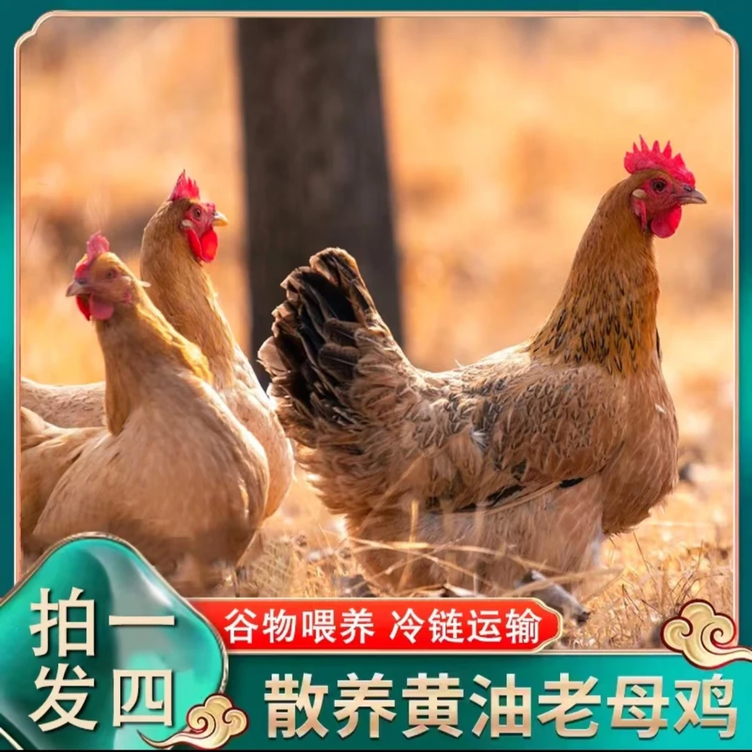 【黑哥养殖】600天黄油老母鸡4只带内脏,毛重13斤多净重8斤顺丰包邮