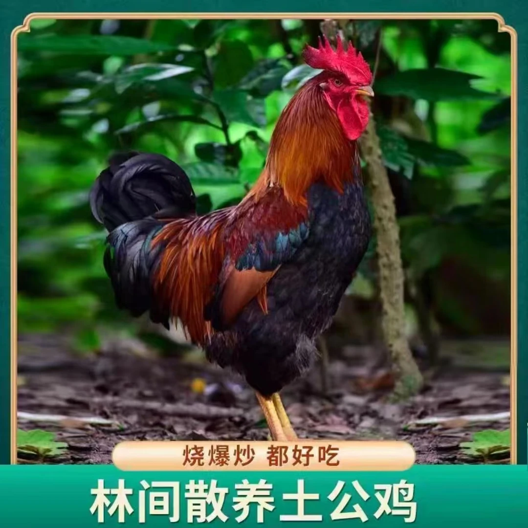 林间放养200天土公鸡 拍一发二 两只毛重9斤净重6斤左右不带内脏