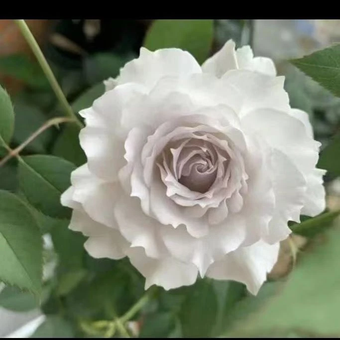 【莎菲天使】中苗 稀有高级白带紫粉日系月季灌木盆栽地栽绿植