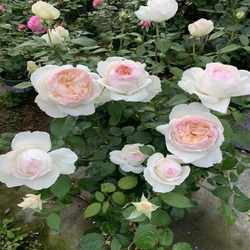 【波莱罗】月季扦插花苗浓香大花白色丰花四季开花庭院阳台盆栽