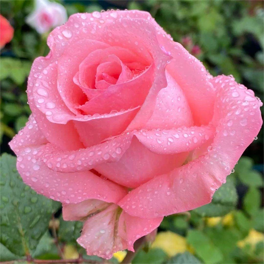 【戴安娜月季】花苗大花切花 欧月带土发货阳台绿植盆栽新手好种