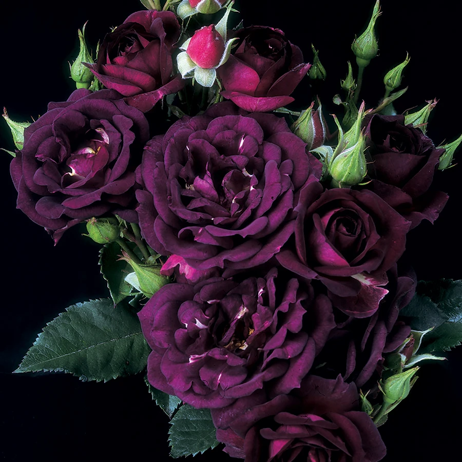 午夜深蓝月季 灌木浓香多季节开花花量巨大盆栽庭院玫瑰