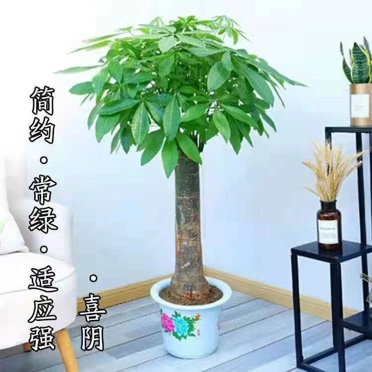 独杆大型发财树大盆栽客厅大型室内植物开业乔迁送礼办公室乔新居