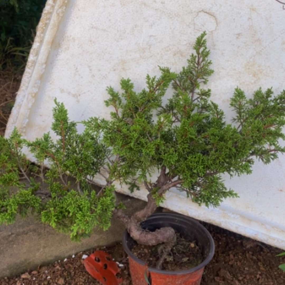 【闪购商品】植物盆栽植物