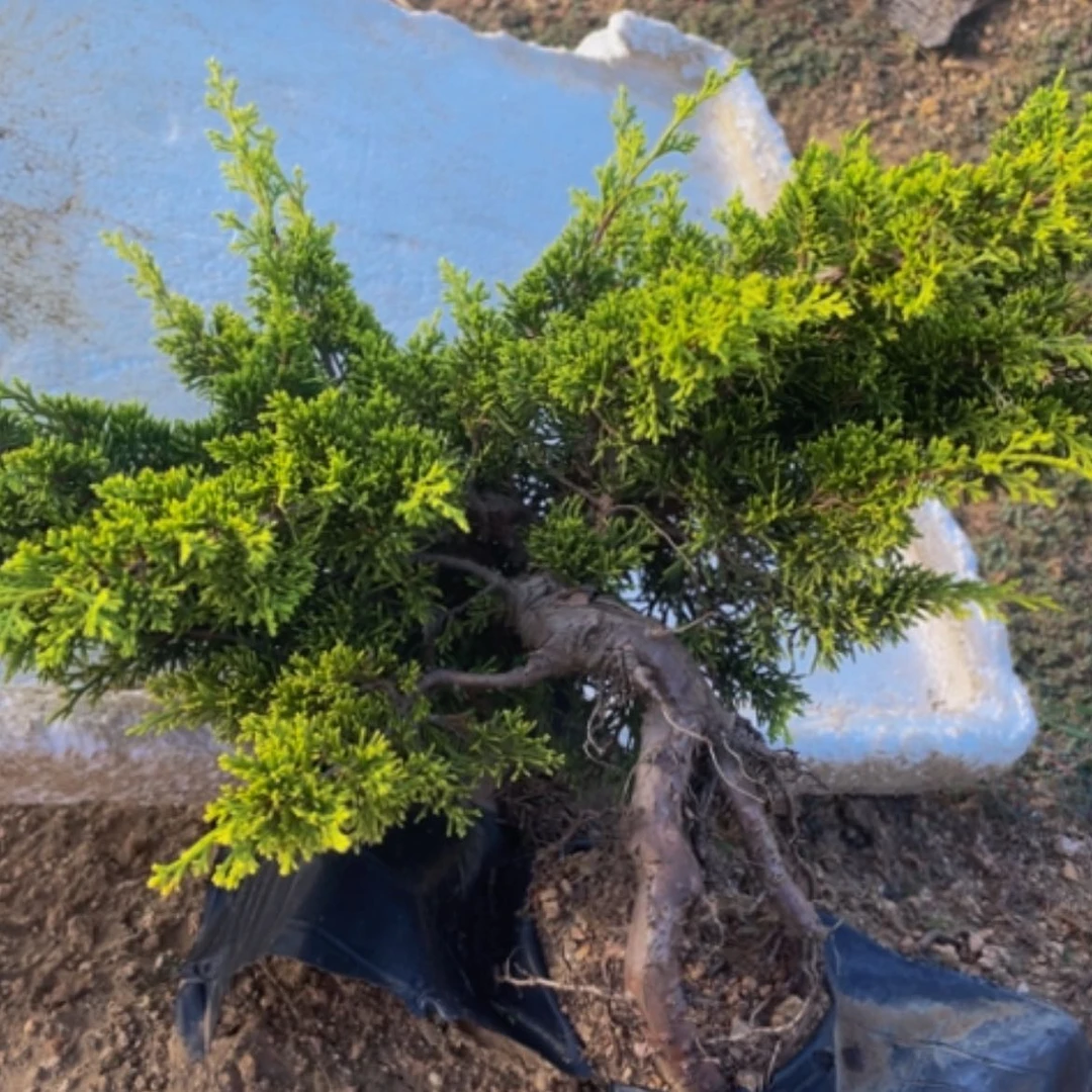 【闪购商品】盆栽植物