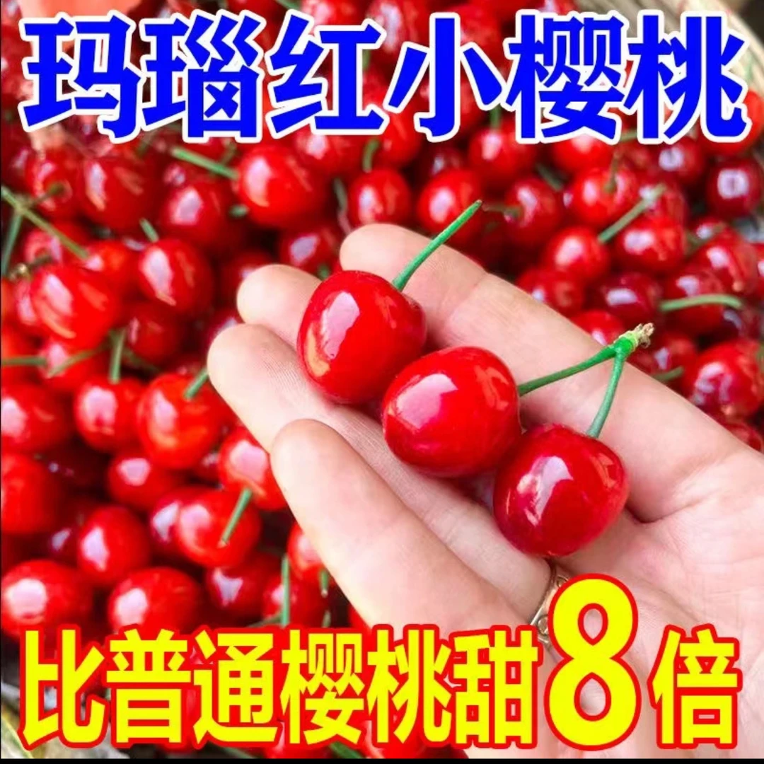 顺丰冷链空运凉山冕宁后山玛瑙红小樱桃.纯甜