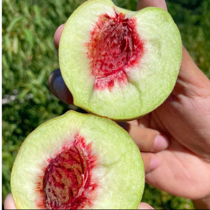 【小冬桃，冬雪蜜桃1】脆甜小毛桃小蜜桃现摘应季水果桃子硬桃