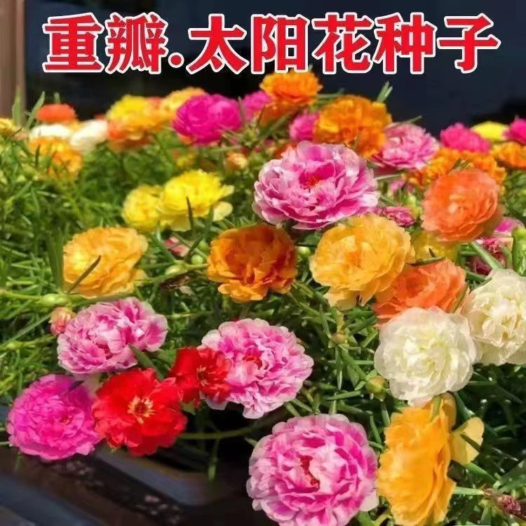 重瓣太阳花种子四季开花耐寒耐热多年生花卉