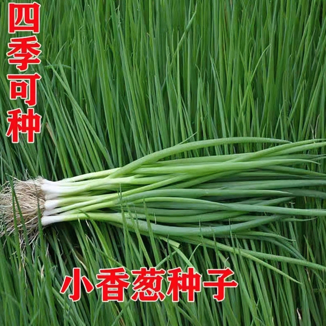 包四季小香葱种子耐热耐寒阳台盆栽秋冬四季种植蔬菜种子发芽生长