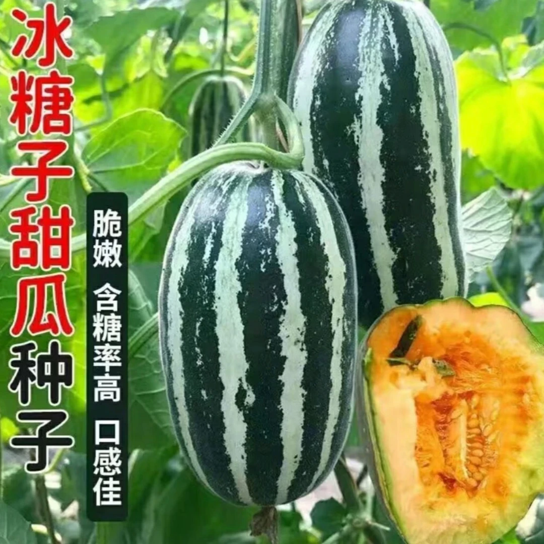 【精选】冰糖子甜瓜种子酥脆香甜高产适应性强四季种植简单甜瓜种子
