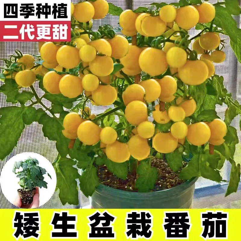 寿光矮生黄番茄秧苗高产黄色樱桃西红柿四季阳台圣女果秧苗