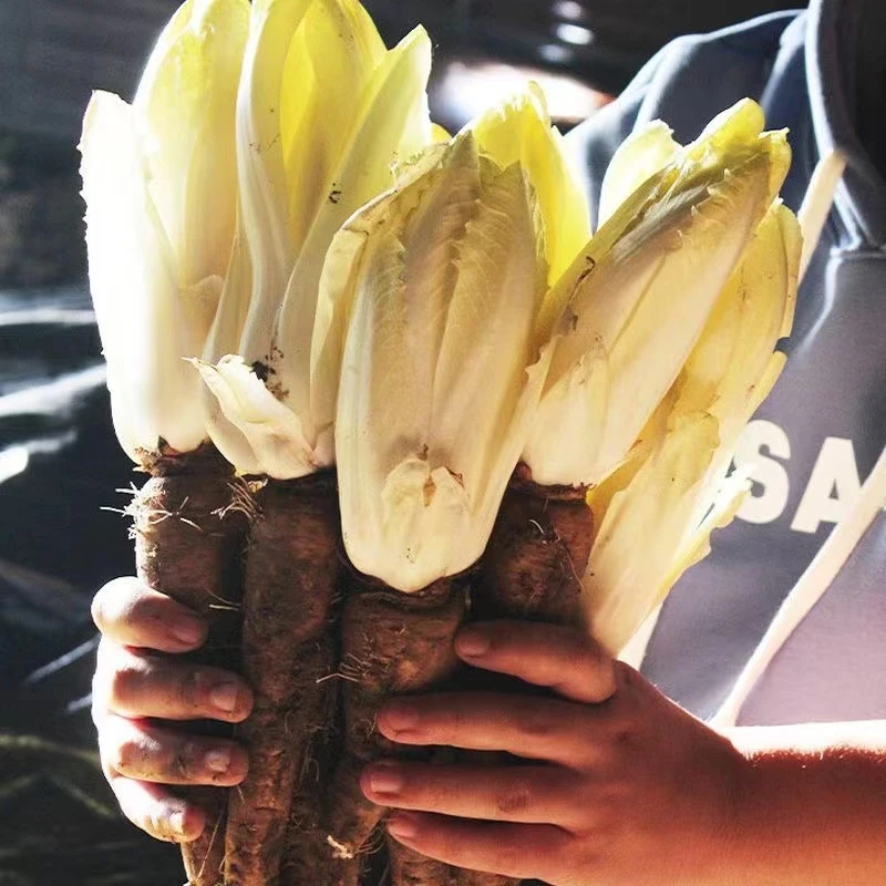金玉兰菜根白芽球菊苣根室内阳台盆栽蔬菜根