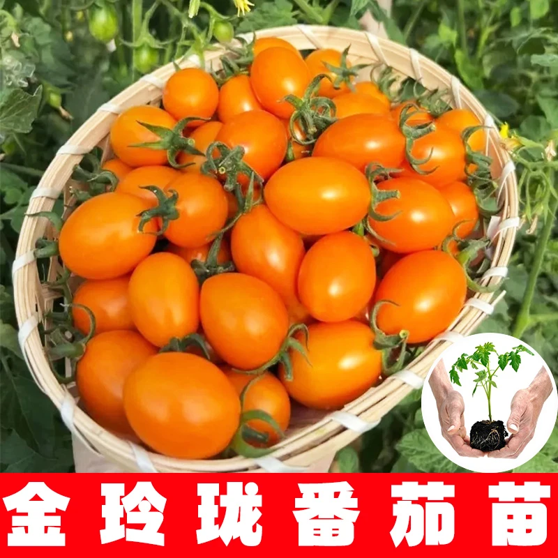 超甜金玲珑番茄秧苗高产黄色圣女果西红柿水果番茄四季播种蔬菜苗