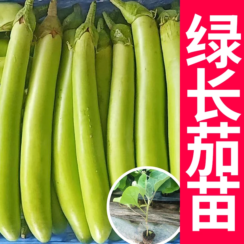绿长茄茄子种子绿罐青线茄子种籽春季秋季四季盆栽蔬菜苗幼苗孑
