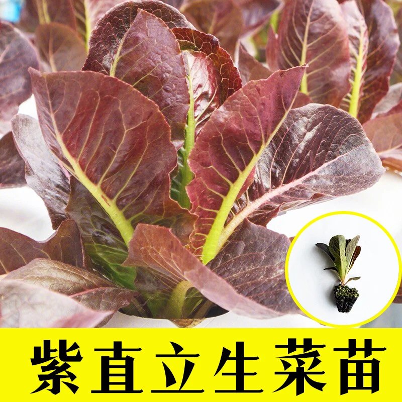 紫直立生菜秧苗四季生菜阳台盆栽蔬菜苗咖啡香麦菜孔雀菜新鲜秧苗