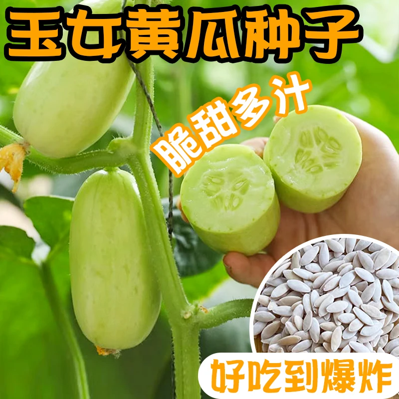 玉女小黄瓜种子生吃迷你小黄瓜金童玉女水果黄瓜四季阳台盆栽蔬菜