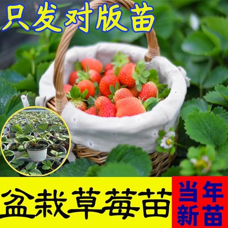 山东草莓苗甘甜盆栽室内四季奶油草莓原土原盆种植居家阳台盆栽