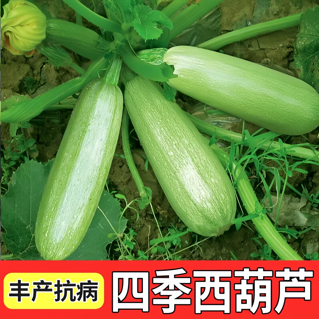 早青西葫芦种子嫩南瓜春夏秋季种耐寒抗病高产易种植盆栽蔬菜种子
