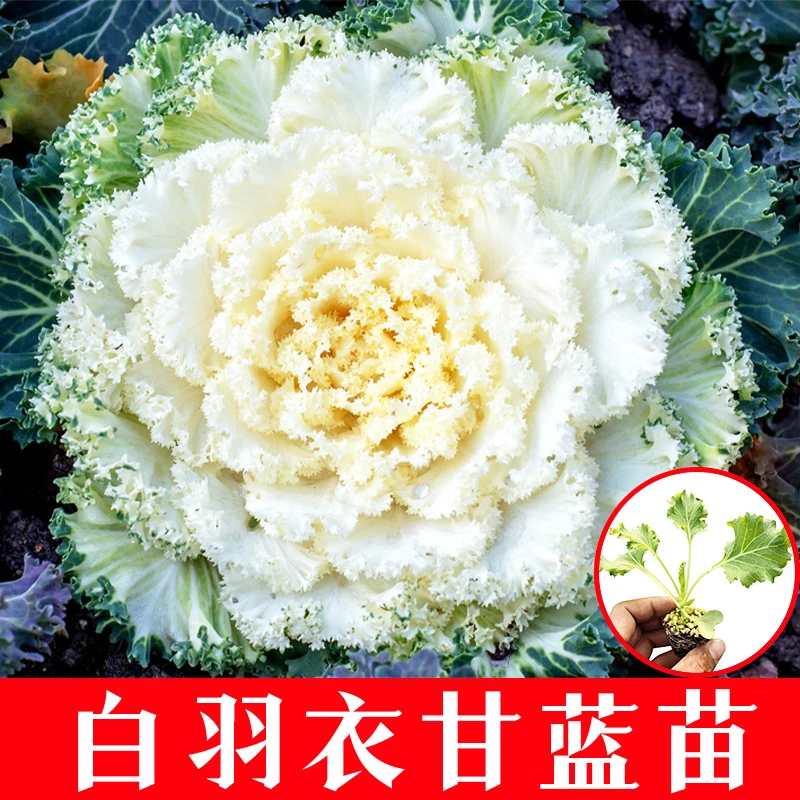 超耐寒白色羽衣甘蓝秧苗带土四季春秋阳台盆栽观赏食用大苗蔬菜苗