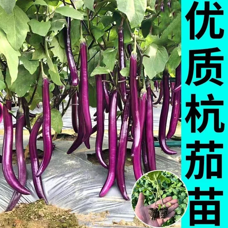 优质杭茄秧苗高产超长线茄蔬菜苗软糯香甜糯米茄苗子四季蔬菜种植