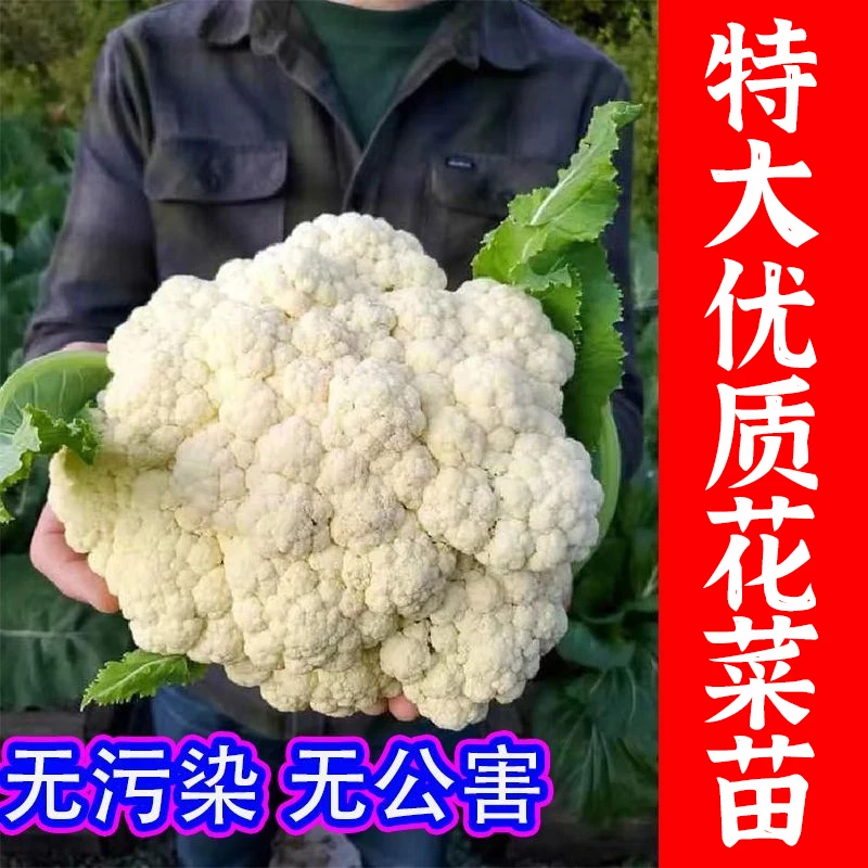 花菜秧（苗）高产抗病青梗花椰菜露天种植优质蔬菜苗南北阳台种植