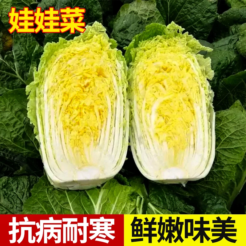四季黄金娃娃菜种子蔬菜种子生长快高产菜籽播种阳台盆栽小院蔬菜