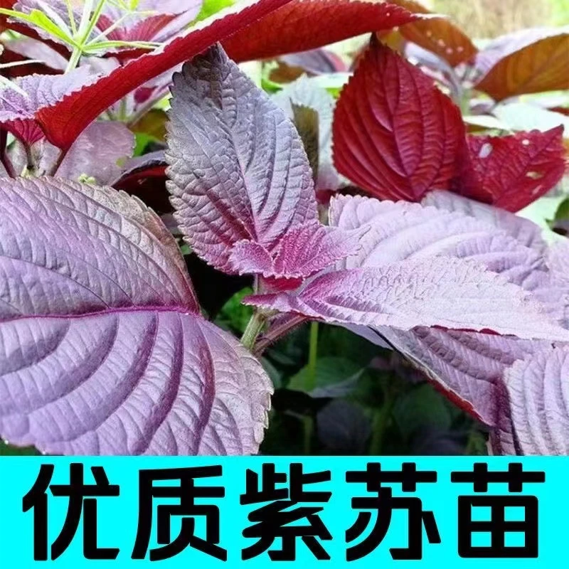 味浓正宗食用紫苏苗秧四季播种双色苏子种子阳台盆栽大叶蔬菜籽