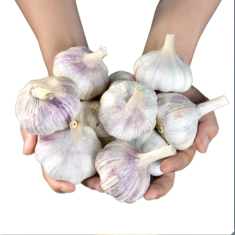 紫皮大蒜种子蒜苗山东寿光大蒜蔬菜种子阳台盆栽花园菜地种植种籽