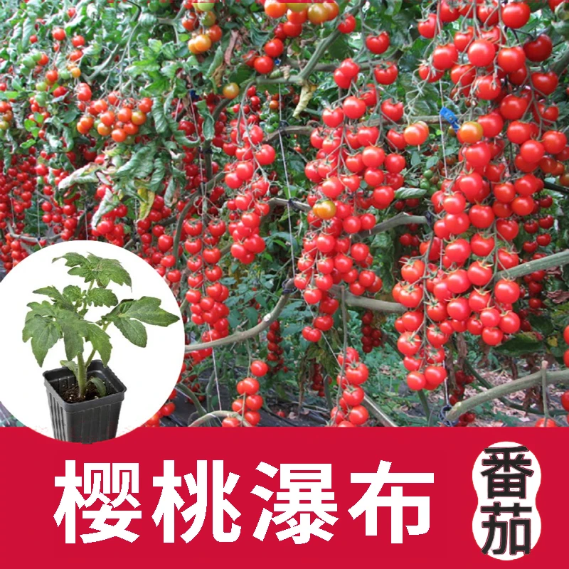 高产串收珍珠瀑布番茄秧苗红色樱桃小西红柿圣女果苗四季阳台盆栽