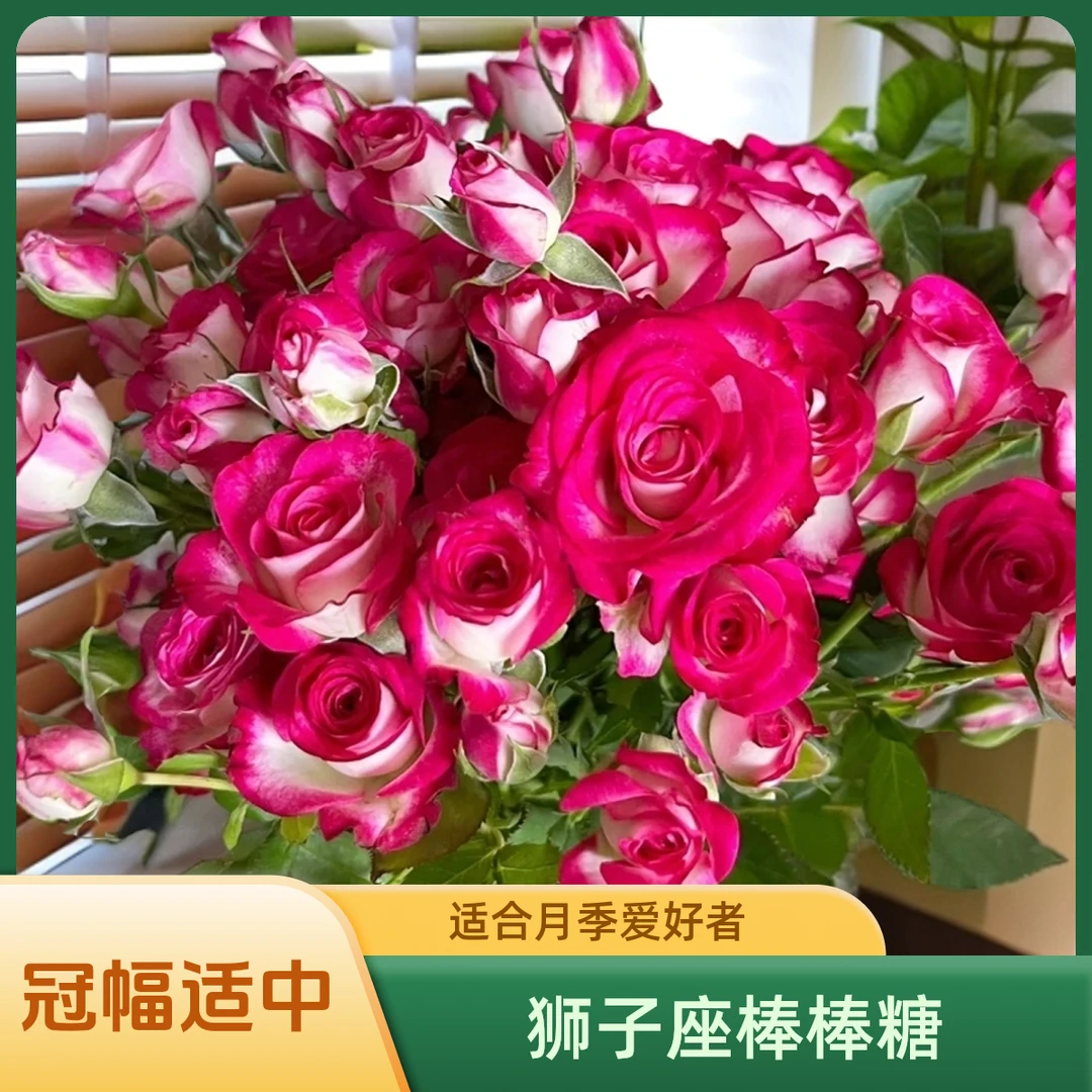 【狮子座棒棒糖】月季1加仑原盆原土带花苞发货