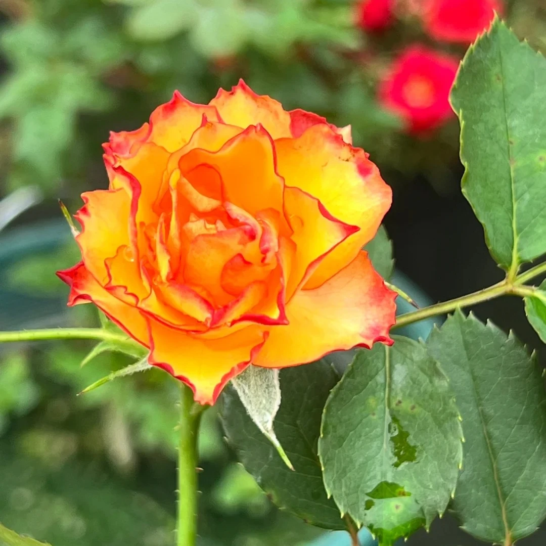 【火焰】带花苞发货云南基地直发露天种植
