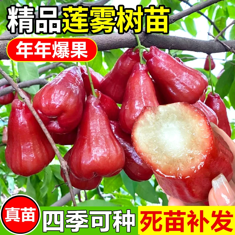 嫁接莲雾果树苗黑金刚莲雾苗大叶红带土带叶发广西发货果树苗