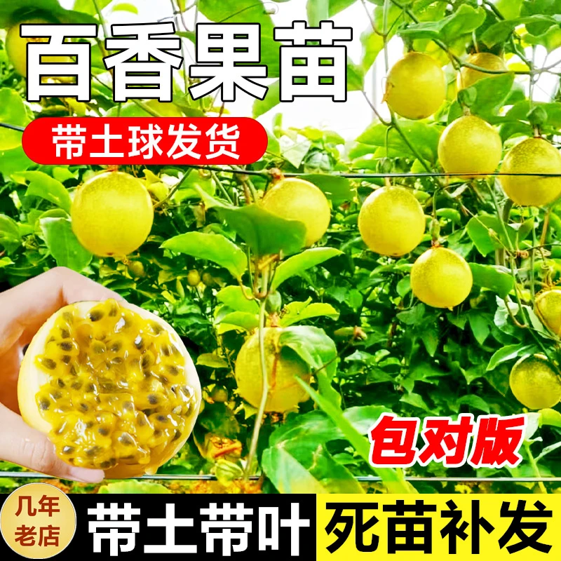 百香果苗黄金果苗广西百香果苗带土带叶发货一件盆栽地栽果苗