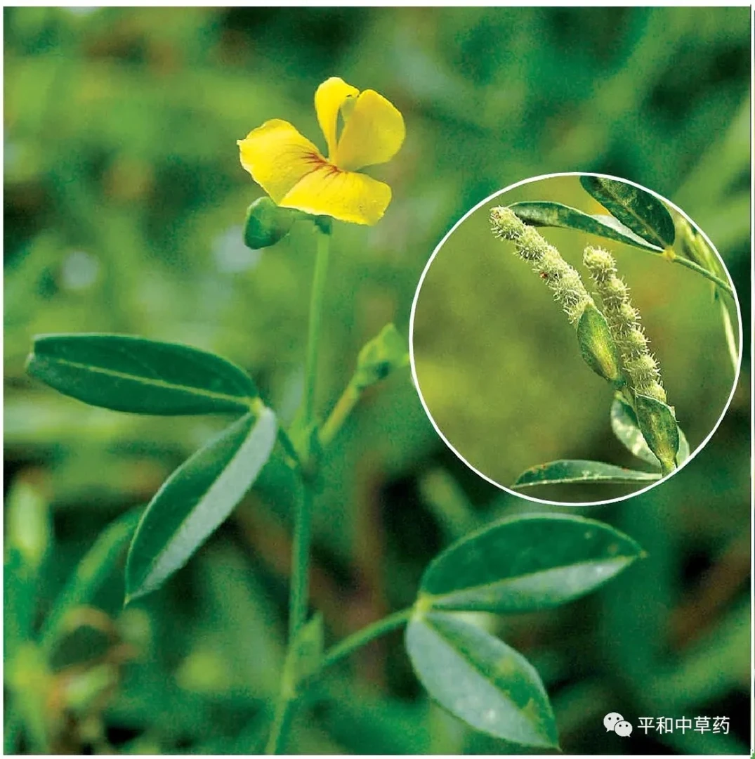 新鲜人字草 丁字草 闽南人喜欢的凉茶食材