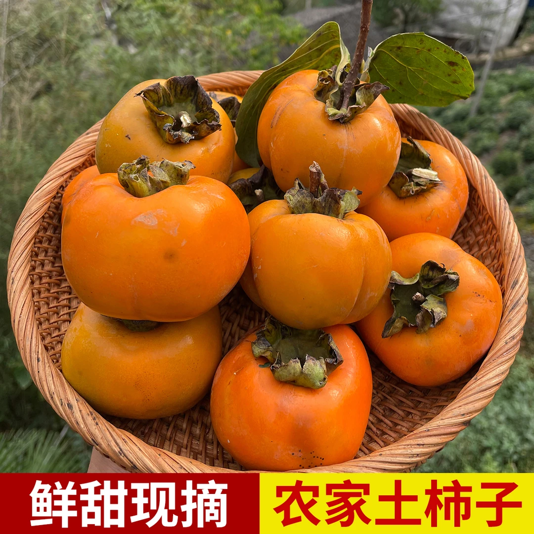 2025年安徽黄山新鲜甜柿子无农药无化肥健康水果野生软柿子脆柿子