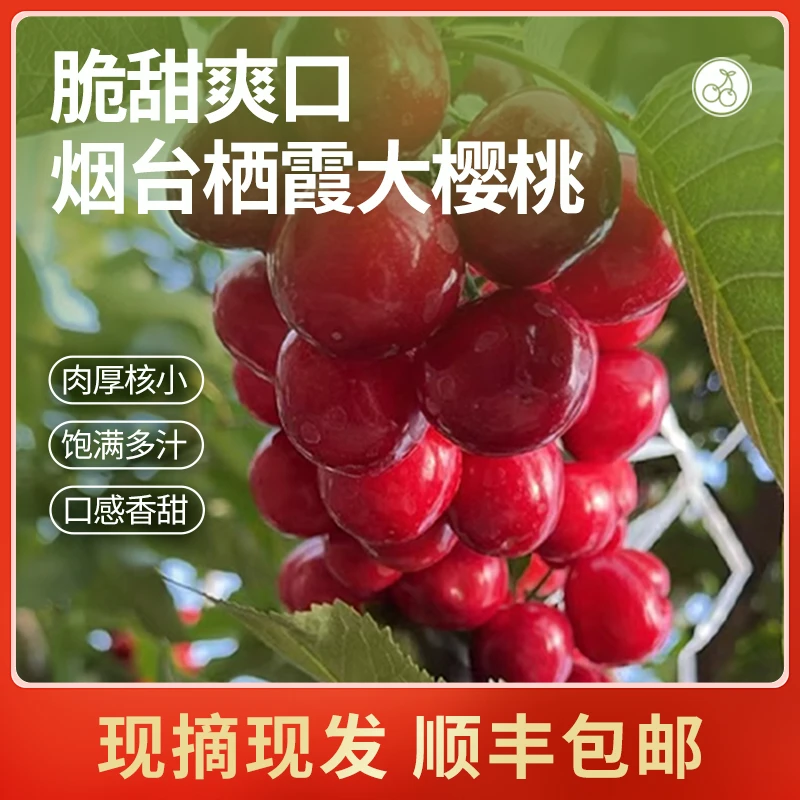 【美早甄选】栖霞露天大樱桃酸甜可口现摘3-5斤顺丰空运1J-5J