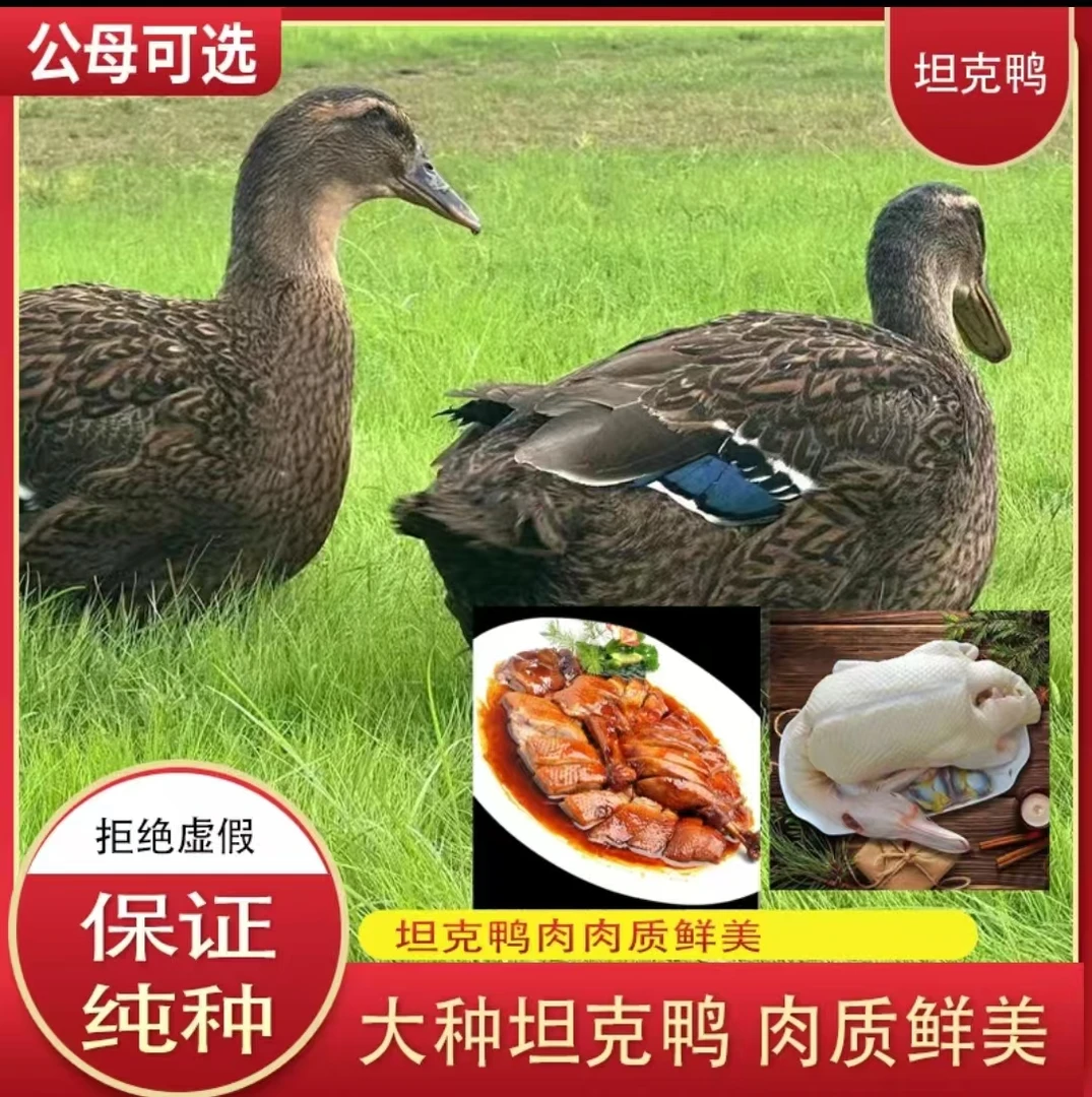 【生态坦克鸭】农家散养生态坦克鸭现杀鸭肉鲜美顺丰包邮
