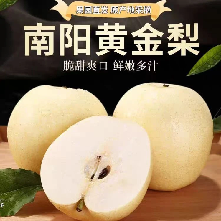 丹江果园正宗黄金梨高端新鲜水果脆甜多汁细腻皮薄现摘现发酥梨