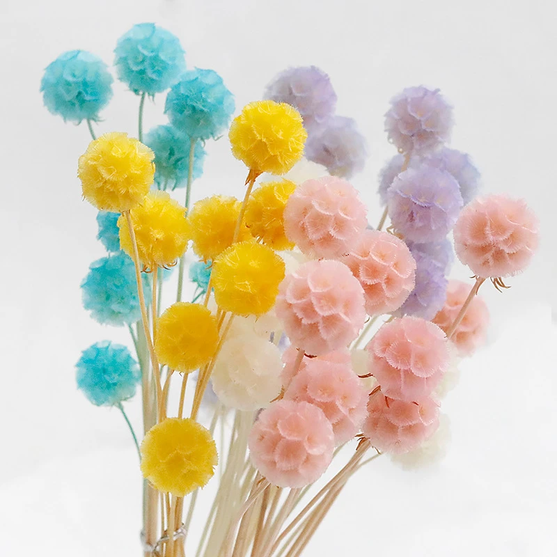 单头风车果干花搭配永生花材料插花装饰花材配花真花圆形松虫果