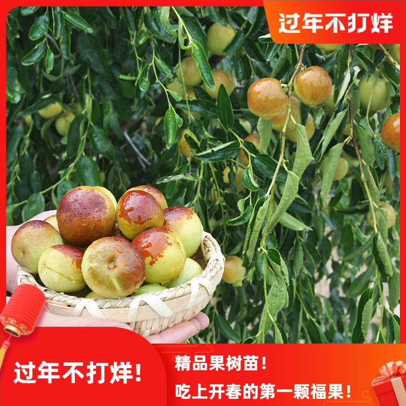 果树苗 枣树树苗 中华大龙枣苗 当年结果苗南方北方种植枣子苗