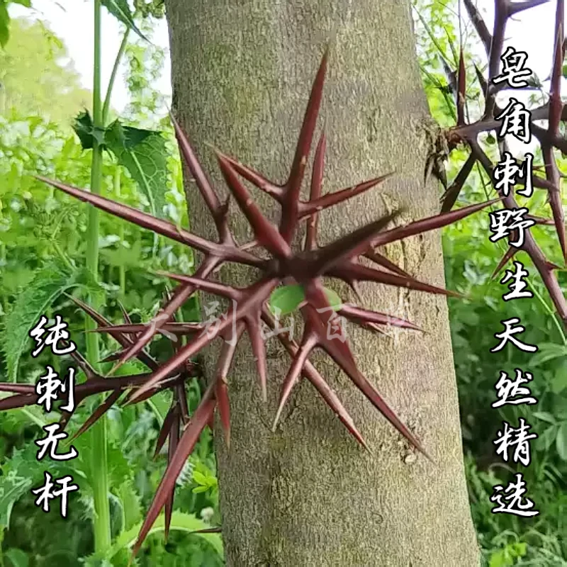 皂刺天丁中药材 正宗皂角刺野生皂角刺皂荚刺天丁泡酒新鲜