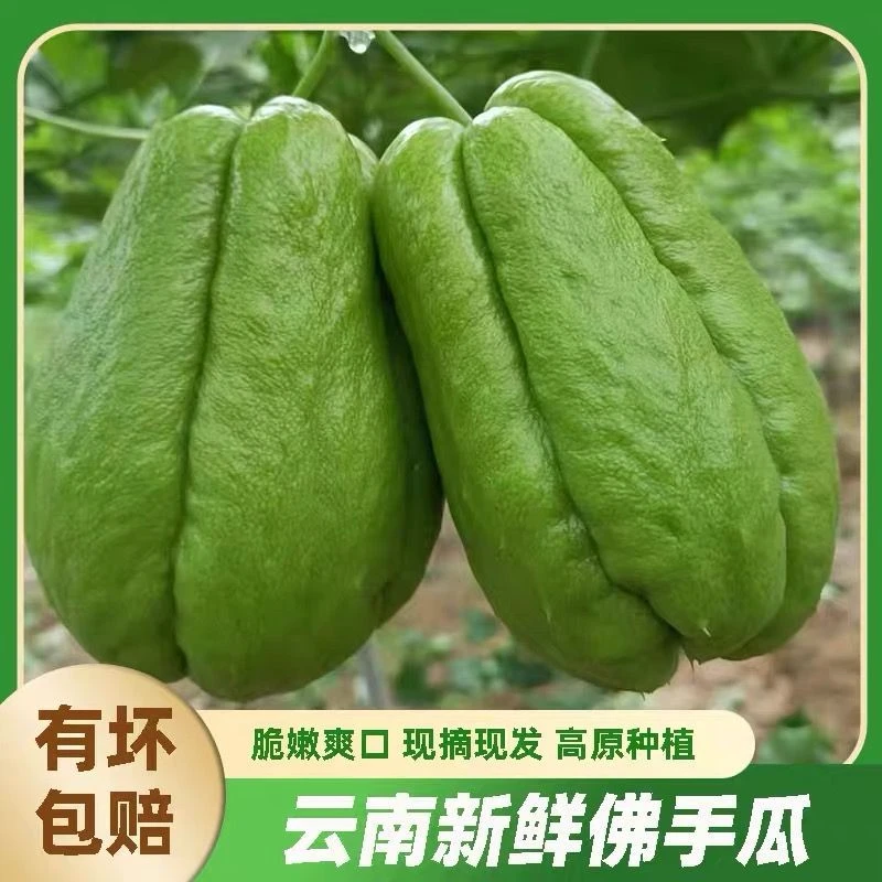 云南高山现摘新鲜佛手瓜嫩洋丝瓜丰收瓜清甜多汁炒菜炖汤佳品蔬菜