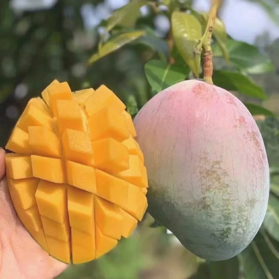 【凯特精品果】正宗凯特四川攀枝花凯特大芒果超甜特大号新鲜水果