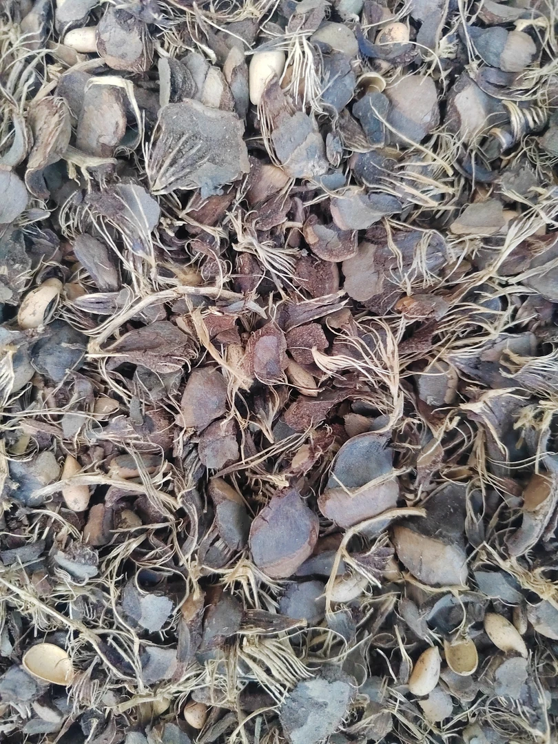 颗粒腐熟松筋，太阳暴晒杀菌，透气保湿，养兰必备