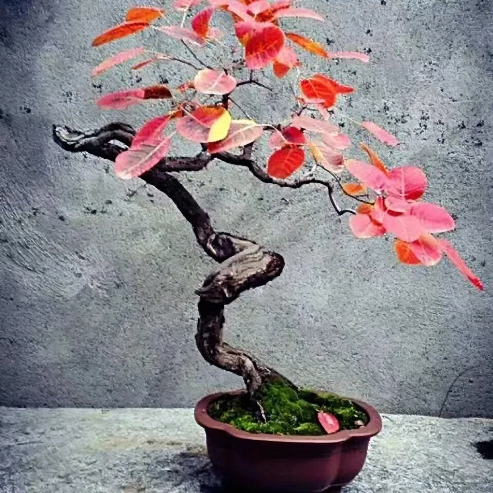 精品盆景盆栽一物一拍