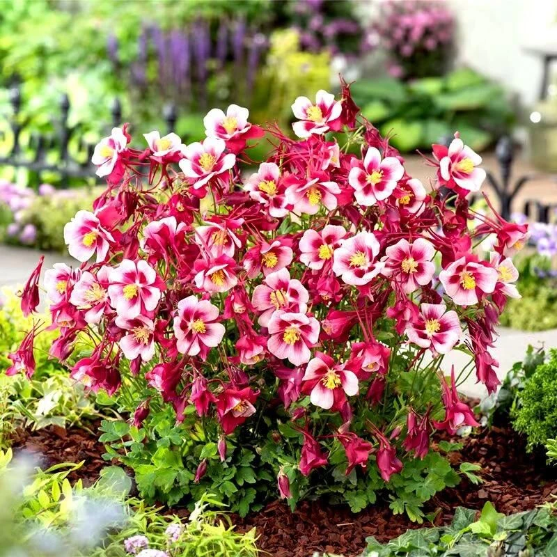 [耧斗菜] 1盆1加仑（4色可选）耐寒耐热多年生庭院花卉植物