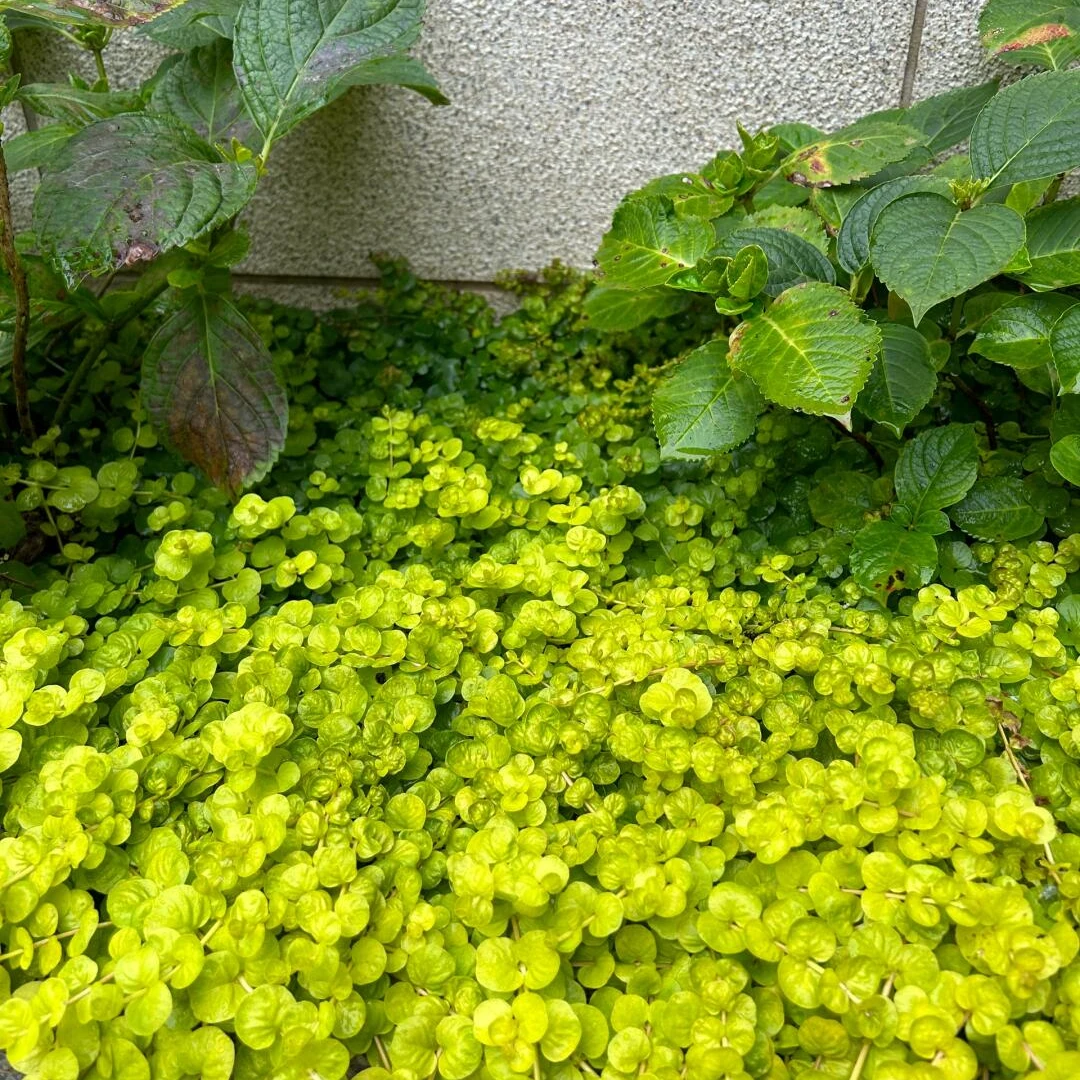 [过路黄] 1盆110口径 耐寒地被植物宿根盆栽庭院美观好养