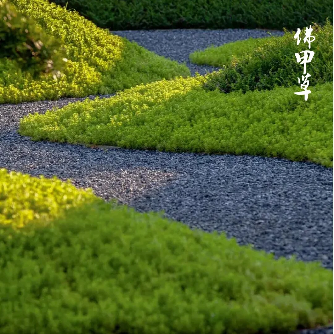 [佛甲草] 1盆110口径（4单包邮）  多年生庭院耐旱耐寒耐热地被植物