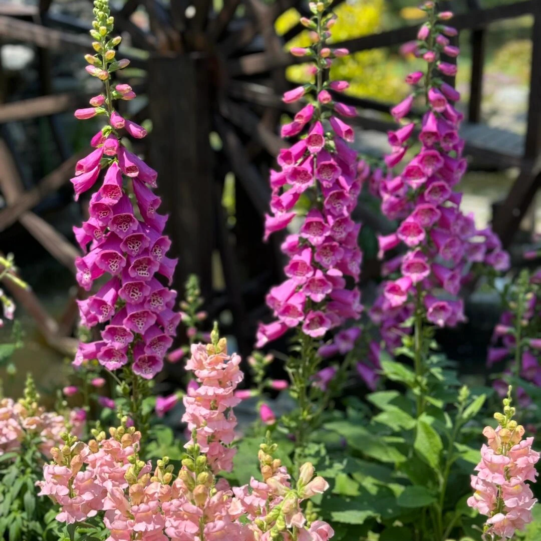 毛地黄斑点狗系列宿根小院玫红线形花材易活庭院耐寒花园